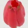 Artificial Flower 8*8*46cm Tulip single stem GS-41522010 Single Flowers YeahFlower is one of Chinese leading OEM manufacturers and exporters , supplying the silk flowers, wholesale artificial trees