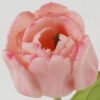 Artificial Flower 10*10*48cm Tulip single stem GS-41522012-P2 Single Flowers YeahFlower is one of Chinese leading OEM manufacturers and exporters , supplying the silk flowers, wholesale artificial trees