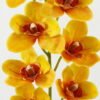 Artificial Flower 19*19*90cm  cymbedium  single stem GS-64922009-Y1 Single Flowers YeahFlower is one of Chinese leading OEM manufacturers and exporters , supplying the silk flowers, wholesale artificial trees