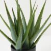 Artificial Plant 39*39*42cm Aloe *3 in pp pot GS-59522035 Potted Flowers&Plants YeahFlower is one of Chinese leading OEM manufacturers and exporters , supplying the silk flowers, wholesale artificial trees