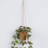 Artificial Plant 20*20*54cm Anthurium hanging in PP pot GS-47122021-G3 Banners&Garlands YeahFlower is one of Chinese leading OEM manufacturers and exporters , supplying the silk flowers, wholesale artificial trees