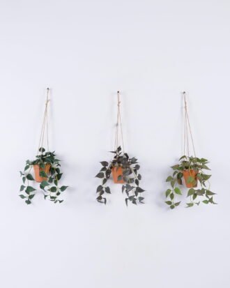 Artificial Plant 20*20*54cm Anthurium hanging in PP pot GS-47122021 Banners&Garlands YeahFlower is one of Chinese leading OEM manufacturers and exporters , supplying the silk flowers, wholesale artificial trees