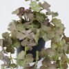 Artificial Plant 20*20*43cm Clover Potted leaf in PP pot GS-47122039 Leaves&Sprays&Foliages YeahFlower is one of Chinese leading OEM manufacturers and exporters , supplying the silk flowers, wholesale artificial trees