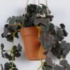 Artificial Plant Clover hanging in PP pot GS-47122024_2 Artificial Plant 20*20*53cm Clover hanging in PP pot GS-47122024 Banners&Garlands YeahFlower is one of Chinese leading OEM manufacturers and exporters , supplying the silk flowers, wholesale artificial trees