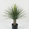 Artificial Plant 60*60*70cm Dracaena marginata tree in pp pot GS-59522033 Potted Flowers&Plants YeahFlower is one of Chinese leading OEM manufacturers and exporters , supplying the silk flowers, wholesale artificial trees
