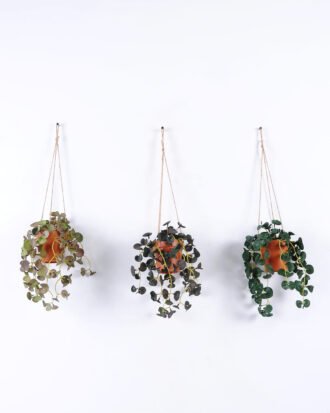 Artificial Plant 24*24*59cm Hydrocotyle verticillata hanging *6 in PP pot GS-47122028 Banners&Garlands YeahFlower is one of Chinese leading OEM manufacturers and exporters , supplying the silk flowers, wholesale artificial trees