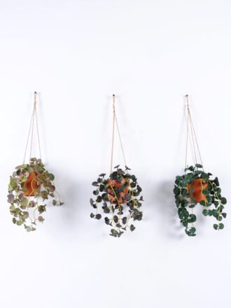 Artificial Plant 24*24*58cm Turtle back hanging *6 in PP pot GS-47122029 Banners&Garlands 3,000+ sqm showroom with thousands of artificial flowers, plants & trees ready for global sourcing.