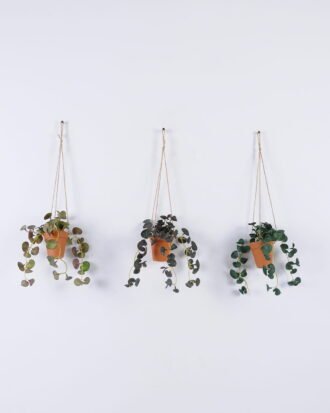 Artificial Plant 18*18*54cm Hydrocotyle verticillata hanging in PP pot GS-47122022 Banners&Garlands YeahFlower is one of Chinese leading OEM manufacturers and exporters , supplying the silk flowers, wholesale artificial trees