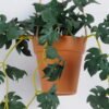 Artificial Plant Hydrocotyle verticillata hanging in PP pot GS-47122022_2 Artificial Plant 18*18*54cm Hydrocotyle verticillata hanging in PP pot GS-47122022 Banners&Garlands YeahFlower is one of Chinese leading OEM manufacturers and exporters , supplying the silk flowers, wholesale artificial trees
