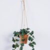 Artificial Plant Hydrocotyle verticillata hanging in PP pot GS-47122022_3 Artificial Plant 18*18*54cm Hydrocotyle verticillata hanging in PP pot GS-47122022 Banners&Garlands YeahFlower is one of Chinese leading OEM manufacturers and exporters , supplying the silk flowers, wholesale artificial trees