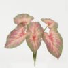 Artificial Plant 28*28*29cm Leaf  bush GS-64922003-G3 Leaves&Sprays&Foliages 3,000+ sqm showroom with thousands of artificial flowers, plants & trees ready for global sourcing.