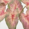 Artificial Plant 28*28*29cm Leaf  bush GS-64922003-G3 Leaves&Sprays&Foliages 3,000+ sqm showroom with thousands of artificial flowers, plants & trees ready for global sourcing.