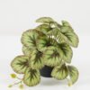 Artificial Plant 23*20*16.5cm Leaves in PP pot GS-03322102 Potted Flowers&Plants YeahFlower is one of Chinese leading OEM manufacturers and exporters , supplying the silk flowers, wholesale artificial trees