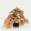 Artificial Plant 23*20*16.5cm Leaves in PP pot GS-03322103 Potted Flowers&Plants YeahFlower is one of Chinese leading OEM manufacturers and exporters , supplying the silk flowers, wholesale artificial trees