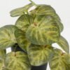 Artificial Plant Leaves in PP pot GS-03322104_4 Artificial Plant 23*20*16.5cm Leaves in PP pot GS-03322104 Potted Flowers&Plants YeahFlower is one of Chinese leading OEM manufacturers and exporters , supplying the silk flowers, wholesale artificial trees