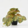 Artificial Plant Leaves in PP pot GS-03322105_2 Artificial Plant 23*20*16.5cm Leaves in PP pot GS-03322105 Potted Flowers&Plants YeahFlower is one of Chinese leading OEM manufacturers and exporters , supplying the silk flowers, wholesale artificial trees