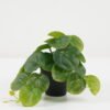 Artificial Plant 23*20*16.5cm  Pilea peperomioides in PP pot GS-03322101 Potted Flowers&Plants YeahFlower is one of Chinese leading OEM manufacturers and exporters , supplying the silk flowers, wholesale artificial trees