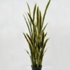 Artificial Plant 55*55*138cm Sansevieria *9 in PP pot GS-59522039 Potted Flowers&Plants 3,000+ sqm showroom with thousands of artificial flowers, plants & trees ready for global sourcing.
