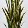 Artificial Plant 55*55*138cm Sansevieria *9 in PP pot GS-59522039 Potted Flowers&Plants 3,000+ sqm showroom with thousands of artificial flowers, plants & trees ready for global sourcing.