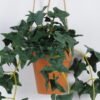 Artificial Plant Sweet potato leaf hanging in PP pot GS-47122026_2 Artificial Plant 20*20*53cm Sweet potato leaf hanging in PP pot GS-47122026 Banners&Garlands YeahFlower is one of Chinese leading OEM manufacturers and exporters , supplying the silk flowers, wholesale artificial trees