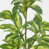 Artificial Plant 28*28*39cm Variable konoha *6 single stem GS-29822012 Leaves&Sprays&Foliages YeahFlower is one of Chinese leading OEM manufacturers and exporters , supplying the silk flowers, wholesale artificial trees