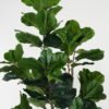 Artificial Tree 180cm Ficus tree in PP pot GS-43422032 Tree&Plant YeahFlower is one of Chinese leading OEM manufacturers and exporters , supplying the silk flowers, wholesale artificial trees
