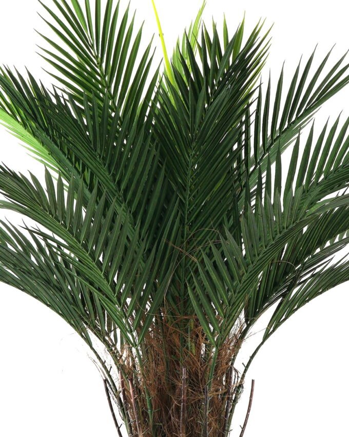 Artificial Tree 80*80*133cm Kwai tree in PP pot GS-67322046CONTI Tree&Plant YeahFlower is one of Chinese leading OEM manufacturers and exporters , supplying the silk flowers, wholesale artificial trees