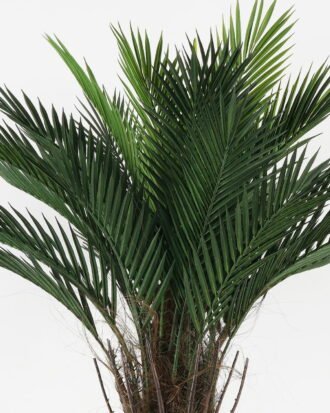 Artificial Tree 90*90*153cm Kwai tree in PP pot GS-67322047CONTI Tree&Plant YeahFlower is one of Chinese leading OEM manufacturers and exporters , supplying the silk flowers, wholesale artificial trees