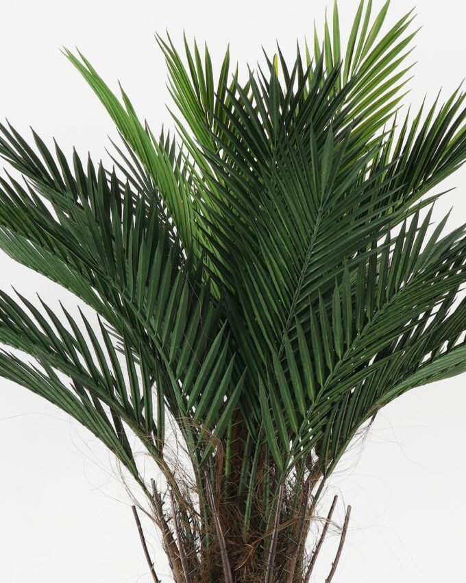 Artificial Tree 90*90*153cm Kwai tree in PP pot GS-67322047CONTI Tree&Plant YeahFlower is one of Chinese leading OEM manufacturers and exporters , supplying the silk flowers, wholesale artificial trees