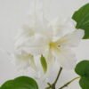 Artificial Flower 55cm Single Bauhinia Flower GS-39122007-W1 Single Flowers YeahFlower is one of Chinese leading OEM manufacturers and exporters , supplying the silk flowers, wholesale artificial trees