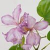 Artificial Flower 55cm Single Bauhinia Flower GS-39122007-Z1 Single Flowers YeahFlower is one of Chinese leading OEM manufacturers and exporters , supplying the silk flowers, wholesale artificial trees