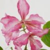 Artificial Flower 55cm Single Bauhinia Flower GS-39122007_2 Artificial Flower 55cm Single Bauhinia Flower GS-39122007 Single Flowers YeahFlower is one of Chinese leading OEM manufacturers and exporters , supplying the silk flowers, wholesale artificial trees