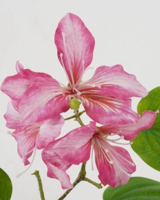Artificial Flower 55cm Single Bauhinia Flower GS-39122007 Single Flowers YeahFlower is one of Chinese leading OEM manufacturers and exporters , supplying the silk flowers, wholesale artificial trees