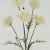Artificial Flower 64cm Grass single stem GS-36622024OZ Flowers Bush YeahFlower is one of Chinese leading OEM manufacturers and exporters , supplying the silk flowers, wholesale artificial trees