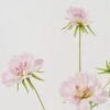 Artificial Flower 73cm Coreopsis*3 GS-39122012 Single Flowers YeahFlower is one of Chinese leading OEM manufacturers and exporters , supplying the silk flowers, wholesale artificial trees