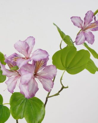 Artificial Flower 74cm Bauhinia Flower*2 GS-39122006-Z1 Single Flowers YeahFlower is one of Chinese leading OEM manufacturers and exporters , supplying the silk flowers, wholesale artificial trees Artificial Flower 74cm Bauhinia Flower*2 GS-39122006-Z1 Single Flowers YeahFlower is one of Chinese leading OEM manufacturers and exporters , supplying the silk flowers, wholesale artificial trees
