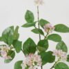 Artificial Flower 90cm Jasmine Flower GS-39122016 Single Flowers YeahFlower is one of Chinese leading OEM manufacturers and exporters , supplying the silk flowers, wholesale artificial trees