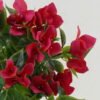 Artificial Flower 27*27*60cm Bougainvillea spectabilis hanging GS-44022011OZ-R2 Banners&Garlands 3,000+ sqm showroom with thousands of artificial flowers, plants & trees ready for global sourcing.