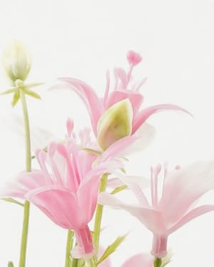 Artificial Flower 22*22*32cm Flower *7 bush GS-36622045CONTI-P1 Flowers Bush YeahFlower is one of Chinese leading OEM manufacturers and exporters , supplying the silk flowers, wholesale artificial trees