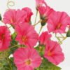 Artificial Flower 25*25*30cm Morning glory *7 bush GS-44022017OZ-R1 Flowers Bush YeahFlower is one of Chinese leading OEM manufacturers and exporters , supplying the silk flowers, wholesale artificial trees