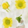 Artificial Flower 17*17*19cm Narcissus flower in glass GS-16822053 Potted Flowers&Plants YeahFlower is one of Chinese leading OEM manufacturers and exporters , supplying the silk flowers, wholesale artificial trees