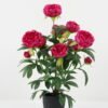 Artificial Flower 42*42*65cm Peony in PP pot GS-30622019 Potted Flowers&Plants YeahFlower is one of Chinese leading OEM manufacturers and exporters , supplying the silk flowers, wholesale artificial trees