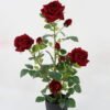 Artificial Flower 35*35*73cm Rose  in PP pot GS-30622020 Potted Flowers&Plants YeahFlower is one of Chinese leading OEM manufacturers and exporters , supplying the silk flowers, wholesale artificial trees
