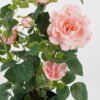 Artificial Flower 35*35*69cm Rose in PP pot GS-30622023 Potted Flowers&Plants YeahFlower is one of Chinese leading OEM manufacturers and exporters , supplying the silk flowers, wholesale artificial trees