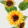 Artificial Flower Sunflower 5 single stem GS-67522004CONTI_2 Artificial Flower 23*23*67cm Sunflower *5 single stem GS-67522004CONTI Single Flowers YeahFlower is one of Chinese leading OEM manufacturers and exporters , supplying the silk flowers, wholesale artificial trees