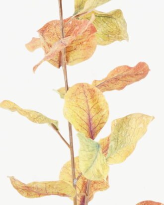 Artificial Plant 26*26*97cm Eucalyptus leaves *5 single stem GS-14522002-Y2 Leaves&Sprays&Foliages YeahFlower is one of Chinese leading OEM manufacturers and exporters , supplying the silk flowers, wholesale artificial trees