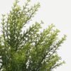 Artificial Plant 30*30*48cm Fennel grass *6 Bush GS-59122025 Leaves&Sprays&Foliages YeahFlower is one of Chinese leading OEM manufacturers and exporters , supplying the silk flowers, wholesale artificial trees