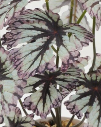 Artificial Plant 25*25*29cm Hitom leaf in PP pot GS-05522009-R1 Potted Flowers&Plants YeahFlower is one of Chinese leading OEM manufacturers and exporters , supplying the silk flowers, wholesale artificial trees