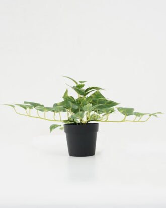 Artificial Plant 25*25*19cm Leaf in PP pot GS-05522048 Potted Flowers&Plants YeahFlower is one of Chinese leading OEM manufacturers and exporters , supplying the silk flowers, wholesale artificial trees