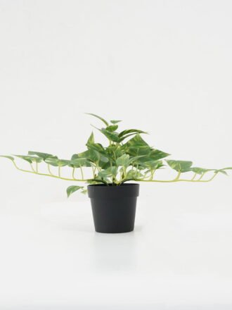 Artificial Plant 44cm leaf in PP pot GS-05522045 Potted Flowers&Plants 3,000+ sqm showroom with thousands of artificial flowers, plants & trees ready for global sourcing.